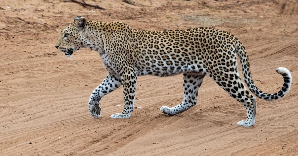 A breathtaking moment on one of our game drives🐆 We were lucky to spot this leopard walking across the road. Witnessing such grace and power up close is a memory that will last a lifetime🤩 Join us on a safari and perhaps you may get to see these incredible cats!
