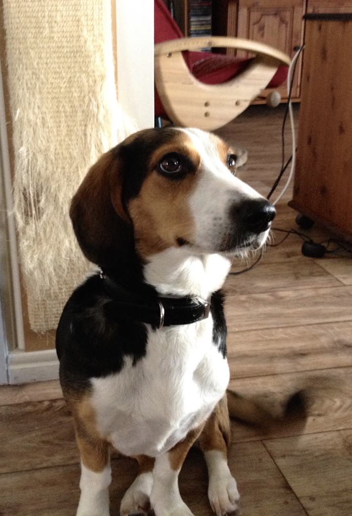 SirCelebro's tweet photo. @uvanlig Fineste Ronja❤️💔 savner henne veldig, og klarer ikke å ikke vise henne frem, selv om hun kryssa regnbuebrua for tre og et halvt år siden. https://t.co/DWaINpiWii