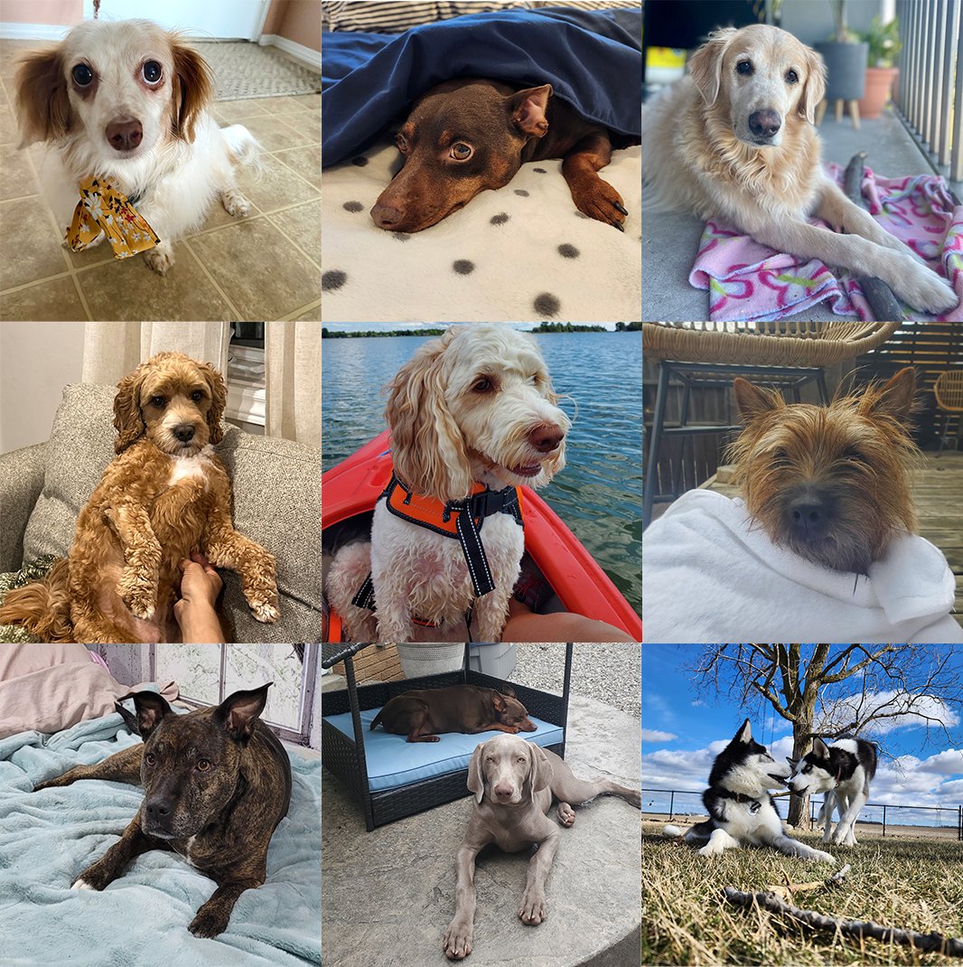 Happy #NationalDogDay to all the pups who make our houses feel like home! 🏠🐾 

To celebrate this special day, we're showing off some of our beloved #teppspets ❤️
