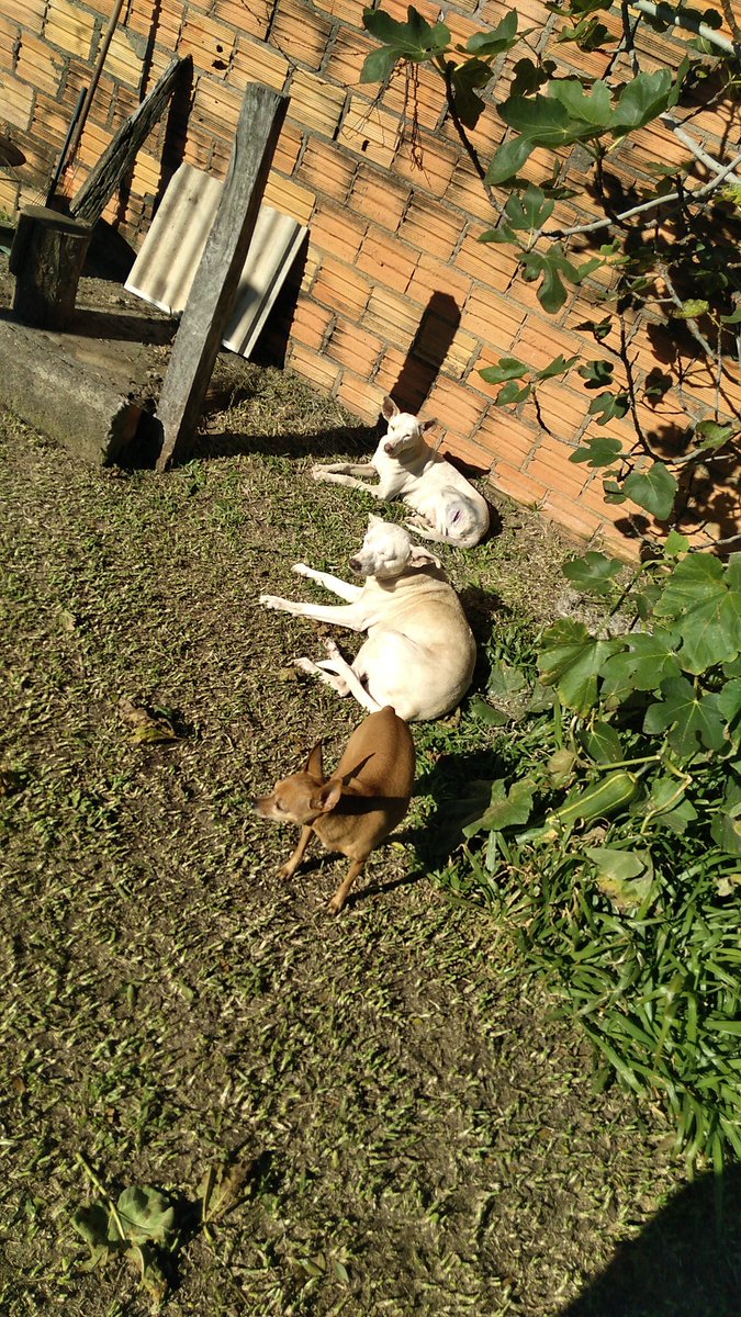 Marceloreuse196's tweet photo. @itimaliasof Cuscos pra lá de buenos https://t.co/n6LlkkiIFY