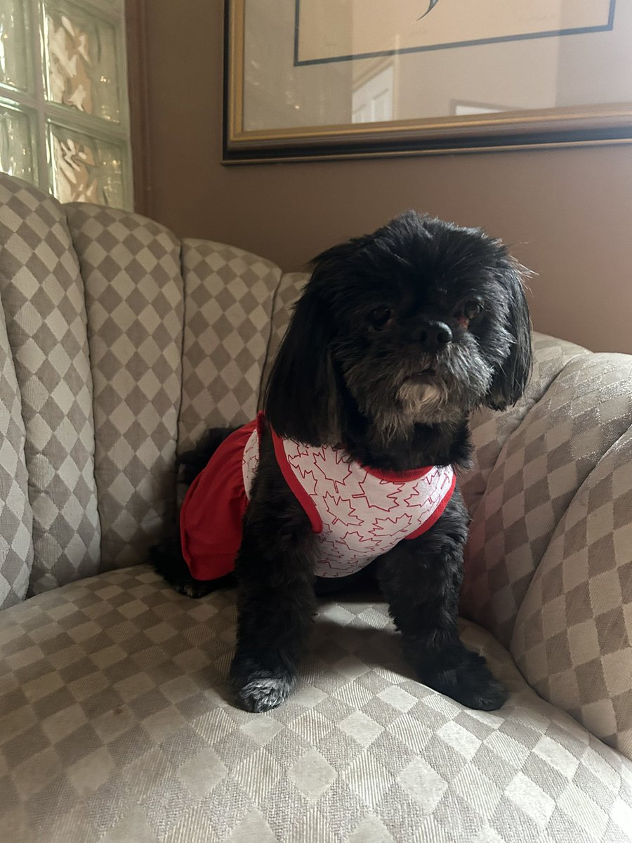 LenaMimimom's tweet photo. @bunsenbernerbmd This is Mimi. She is a very spoiled shih tzu from Winnipeg Canada https://t.co/km3CttUqYL