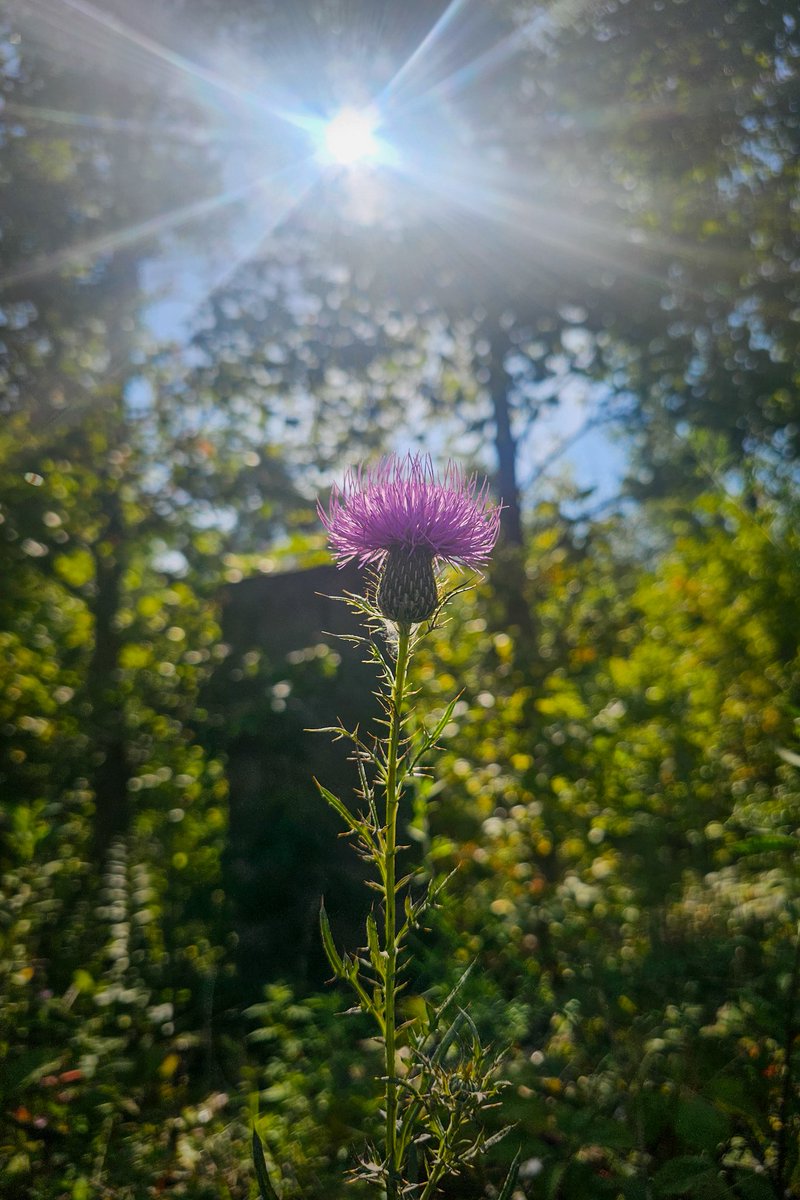 KeriButcher's tweet photo. A lovely little bit of Thistle on some country roadside. Always reminds me of how similar Scotland and Tennessee are...  to me anyway. 
 #NaturesGlow #SunlitThistle
 #WildflowerWonder #backroadsrunning https://t.co/F792etznWc