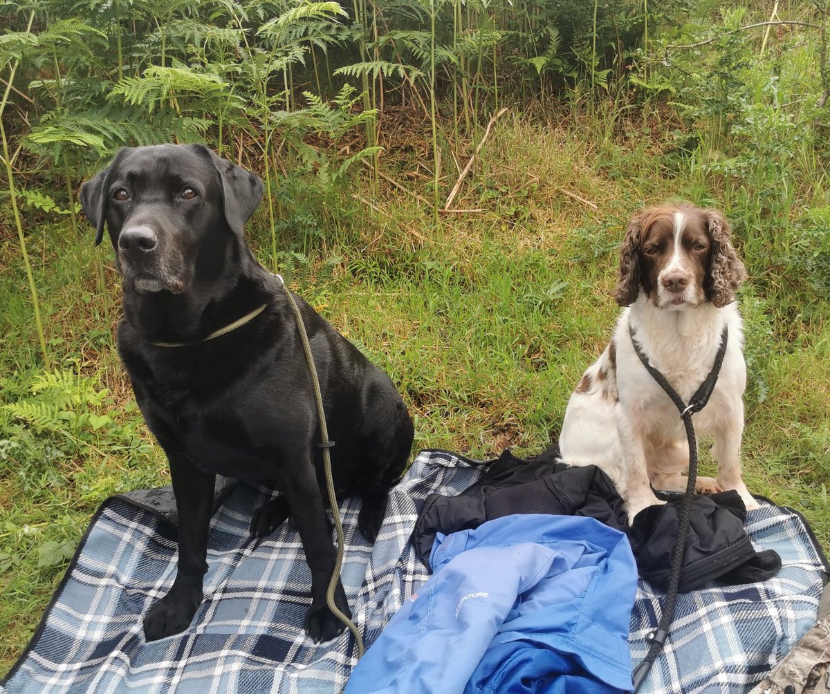 loneranger_86's tweet photo. @knoxacademyHT @knoxacademy @KnoxParents Buster and Sam https://t.co/GIzNDGsSeE
