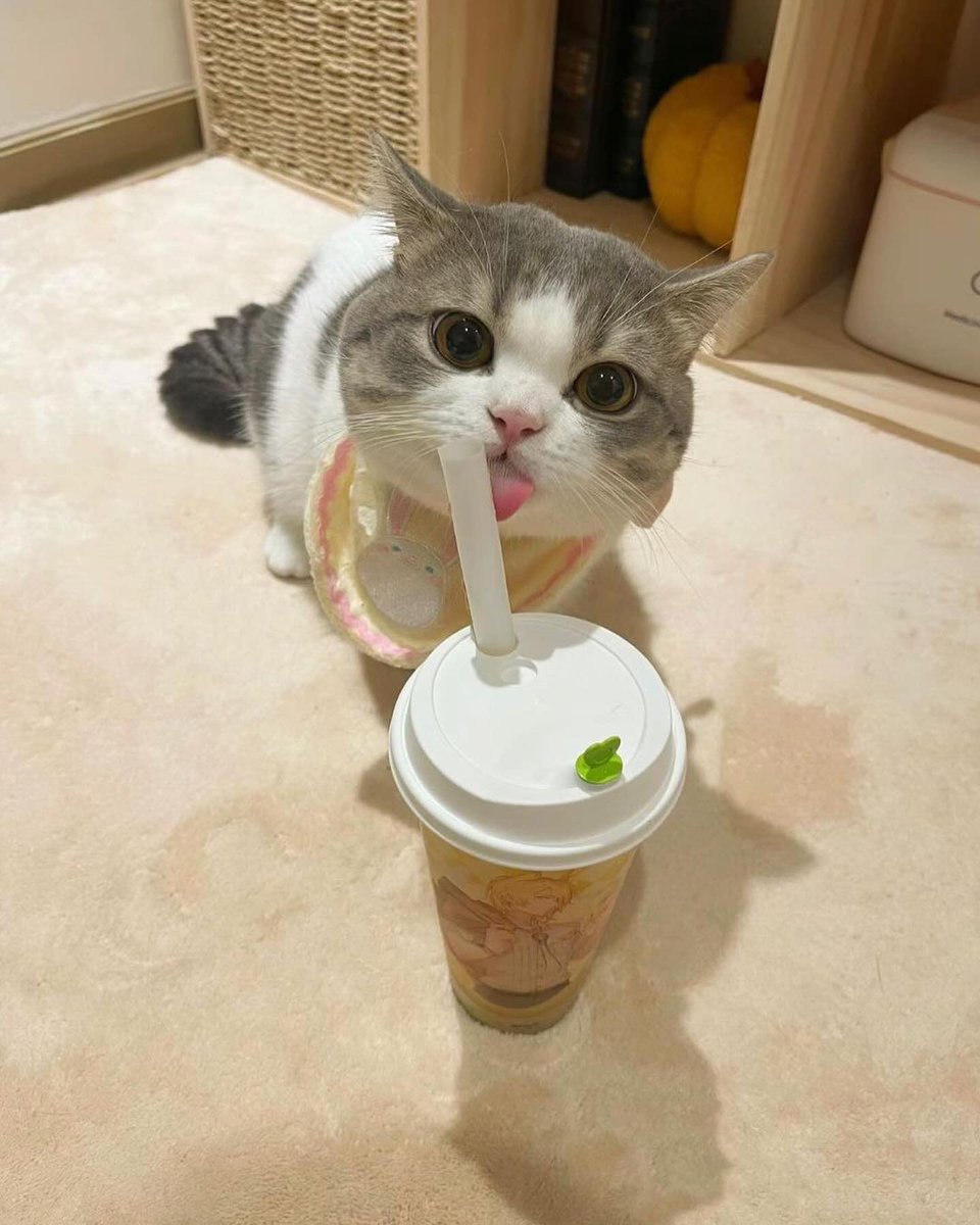 0xMista's tweet photo. good morning everyone i’m drinking coffee https://t.co/v8eaqdmoBe