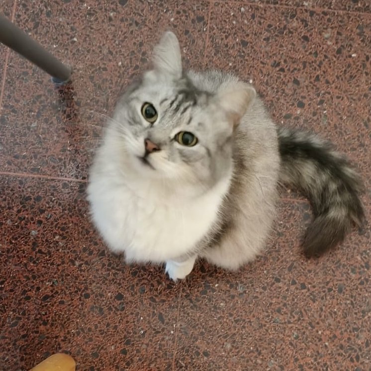 jojoldani's tweet image. La gata huele los criollitos y se me sienta al lado a maullar para que le convide. Crie una gorda adicta a las harinas, es decir, a mi imagen y semejanza.