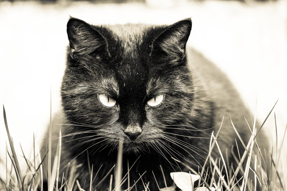 Luna
Carl Zeiss Jena Sonnar 135mm f3.5
<a href="/lensmagika/">Magic</a>