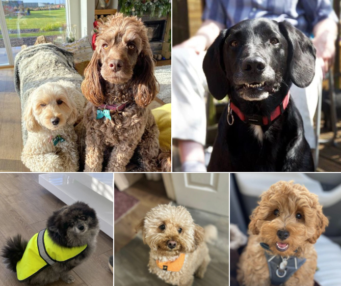 Buffaloadlogist's tweet photo. It's International Dog Day! Meet some of our furry Buffaload family members πΆπ©π
#InternationalDogDay #buffaload #buffaloadlogistics #furryfriends #dogs #pets #animals https://t.co/aeWWhhqWGl