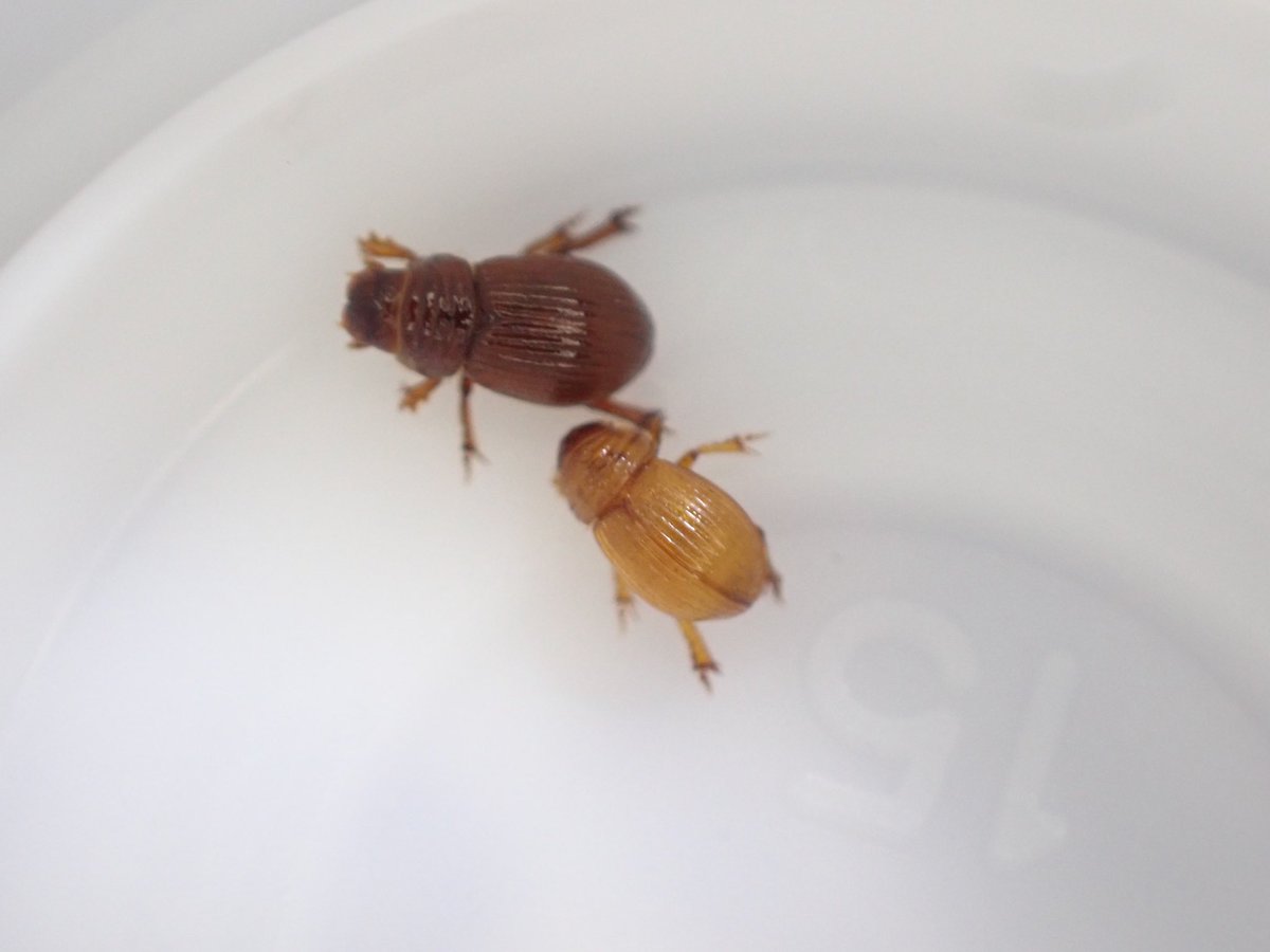 やたら色明るいサキシマケシマグソいたけど体柔らかかったし羽化直後かな