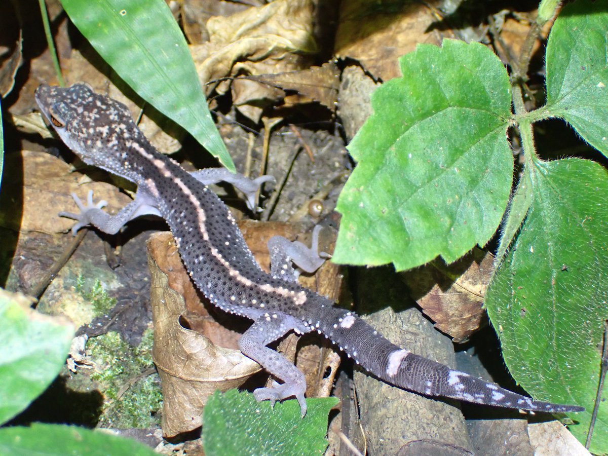 クロイワトカゲモドキ