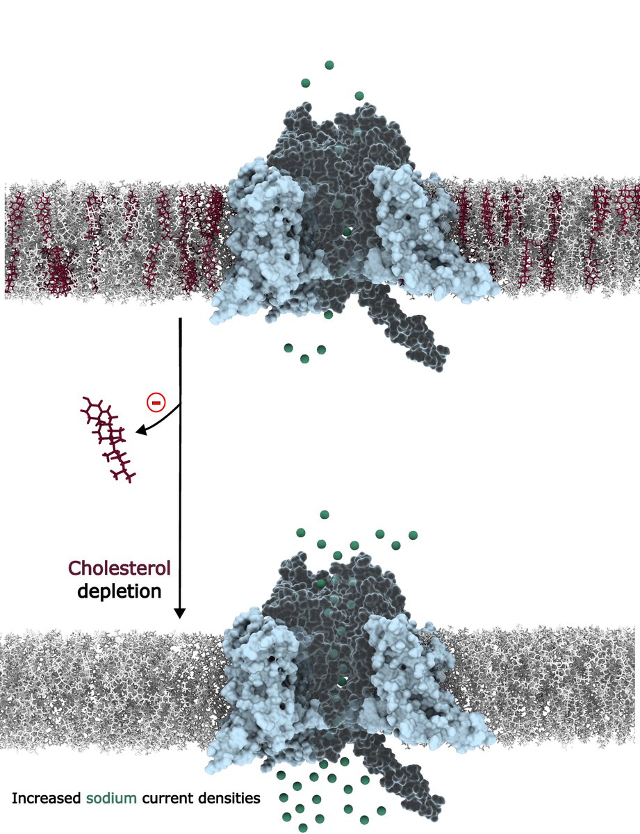 Angelika Lampert (@lampertlabrwth) on Twitter photo Nav1.7 and Cholesterol: Our MD simulations & in-vitro patch clamp suggest that Cholesterol depletion increases Nav1.7 current densities and alters fast inactivation: doi.org/10.1016/j.ijbi…. Thank you Vishal Eswaran, Simone Albani and <a href="/G_Rossetti_/">Giulia Rossetti</a> for the fruitful collab! Nav1.7 and Cholesterol: Our MD simulations & in-vitro patch clamp suggest that Cholesterol depletion increases Nav1.7 current densities and alters fast inactivation: doi.org/10.1016/j.ijbi…. Thank you Vishal Eswaran, Simone Albani and <a href="/G_Rossetti_/">Giulia Rossetti</a> for the fruitful collab!