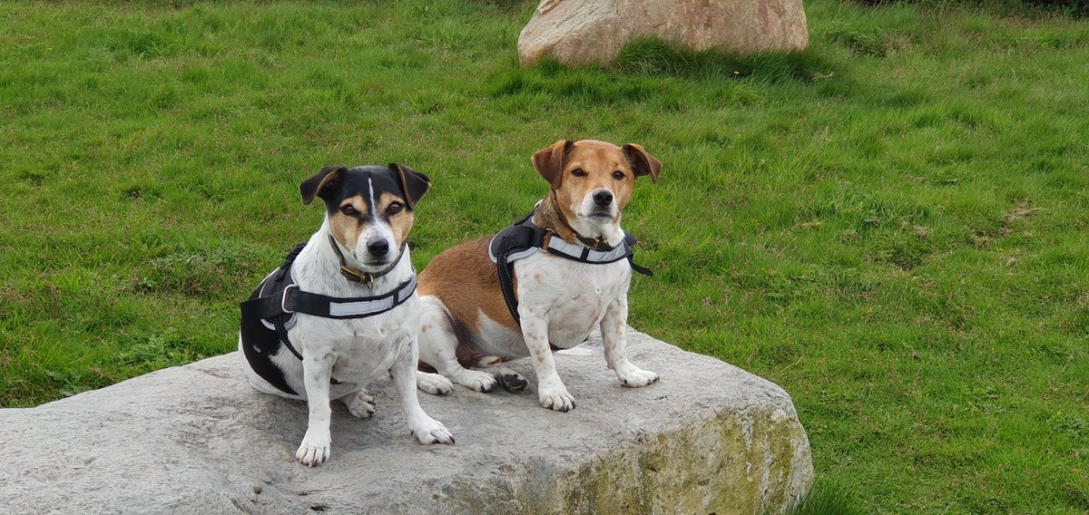 MissFindAndSeek's tweet photo. @dog_rates @9NewsAUS More love is needed for these little guys (JRTs), great characters, with big personalities. ❤️🐾🐶 https://t.co/wmaJa8pF0p