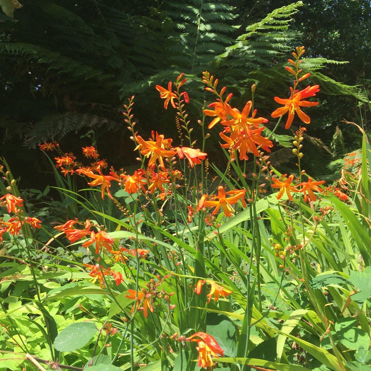 Apropos #Coolcation: ☘️Irland😊
Montbretien am Wegesrand in #WestCork.

 #Montbretien #Montbretia