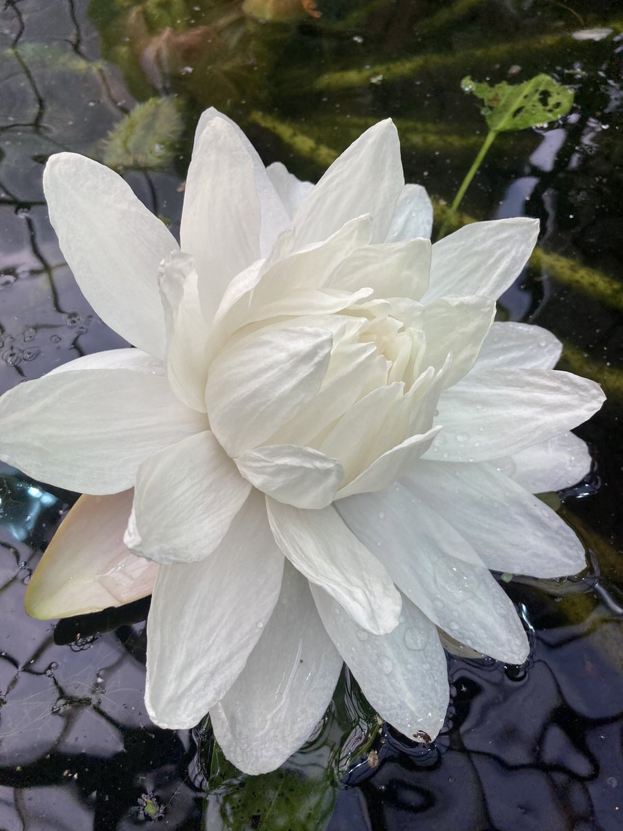 bgunibasel's tweet photo. Victoria cruziana. Unsere RiesenSeerose aus Paraguya. Dieses Jahr zählen wir zum erstenmal die Blüten: Nummer 18. jede Blüte öffnet sich für 2 Nächte, dann taucht sie unter. Diese Seerose ist einjährig. Sie wird von uns jeweils im Januar ausgesät, aus Samen von der Letztjährigen. https://t.co/oNzDcHnhvh