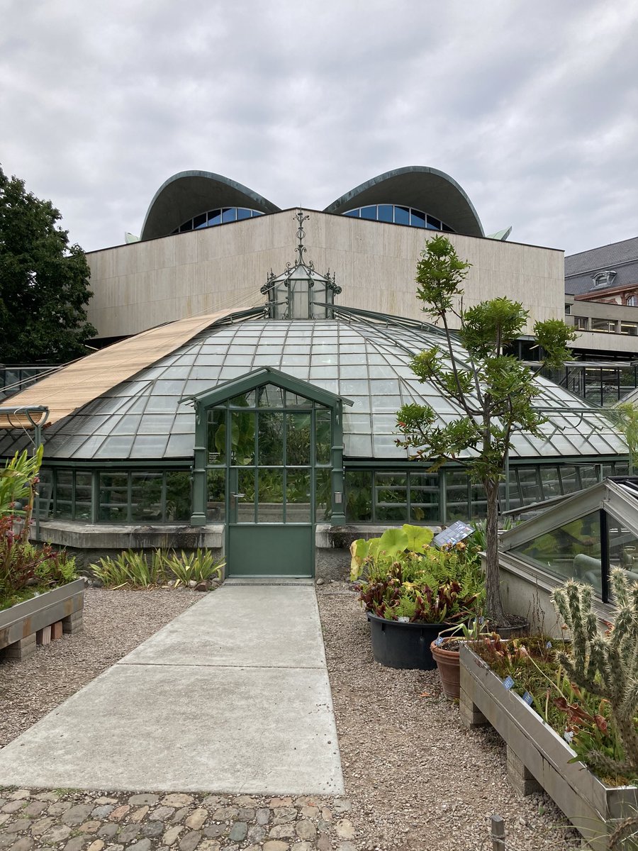 Victoria cruziana. Unsere RiesenSeerose aus Paraguya. Dieses Jahr zählen wir zum erstenmal die Blüten: Nummer 18. jede Blüte öffnet sich für 2 Nächte, dann taucht sie unter. Diese Seerose ist einjährig. Sie wird von uns jeweils im Januar ausgesät, aus Samen von der Letztjährigen.
