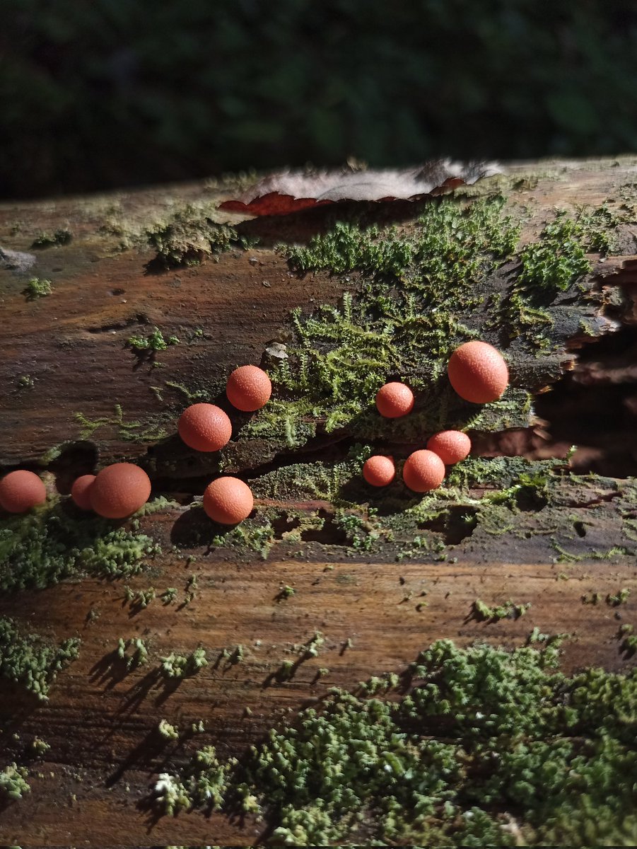 тася завалталь 🎲 tweet media