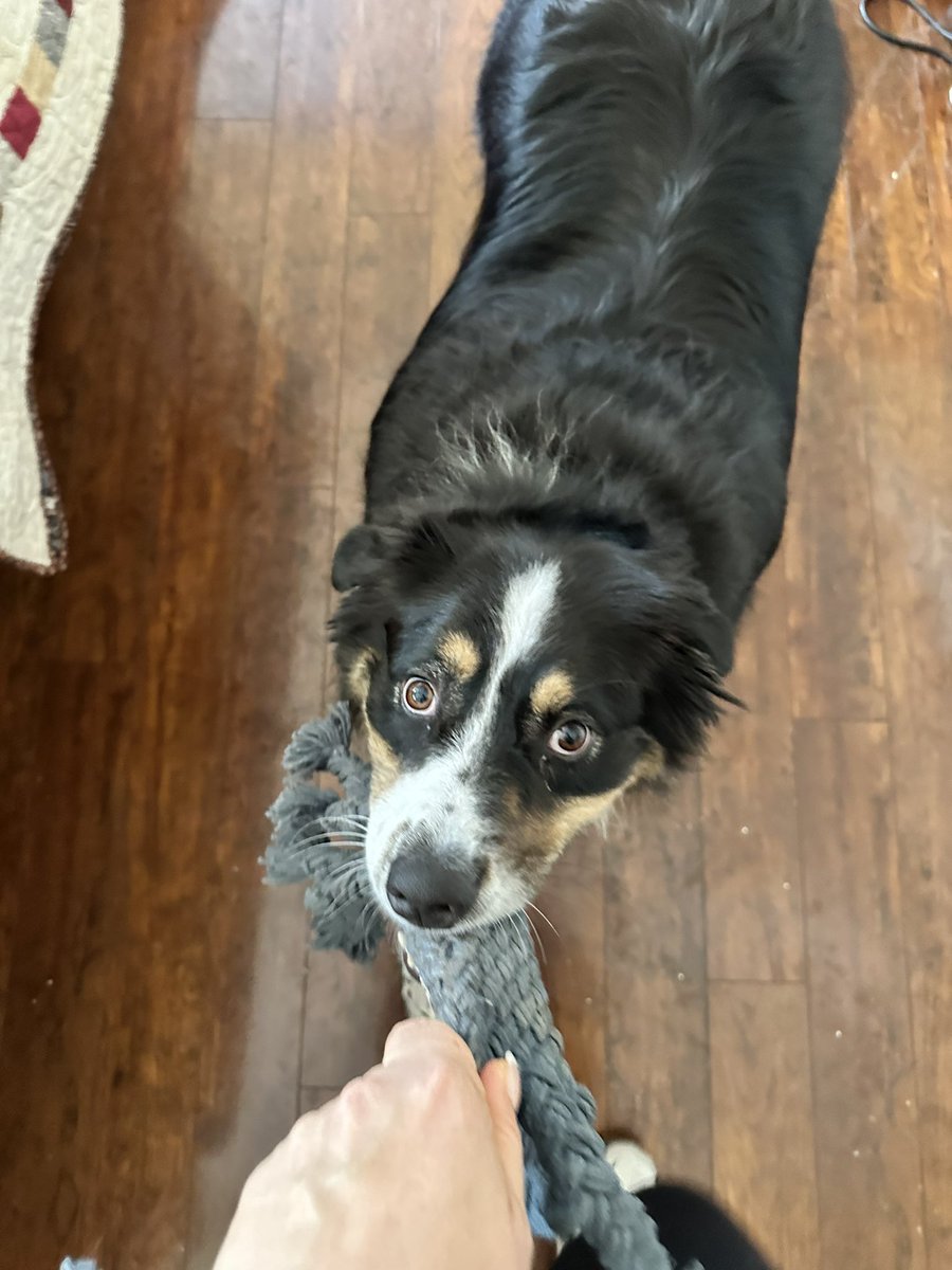 kfreberg's tweet photo. It’s National Dog 🐕 Day every day for me and Mando. 🥰
#MandoWade https://t.co/mNfl6QpMnv