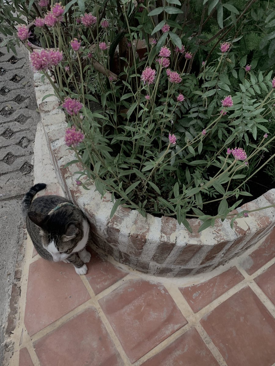 meow flowes