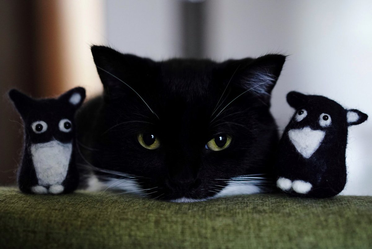 unicouniuni3's tweet image. Uni and Mini Unis :3