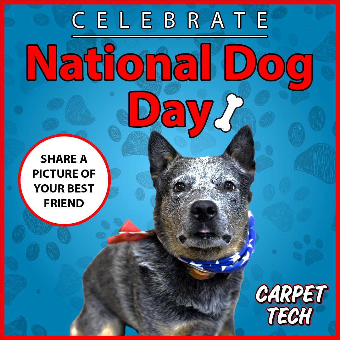 CallCarpetTech's tweet image. 🐾 Happy National Dog Day! 🐶🎉 We want to see your furry friends! Drop a picture of your pup in the comments and share the love. ❤️ 🐕 

#CallCarpetTech #PetOdorRemoval #PetStainRemover #DogMom #DogDad #NationalDogDay