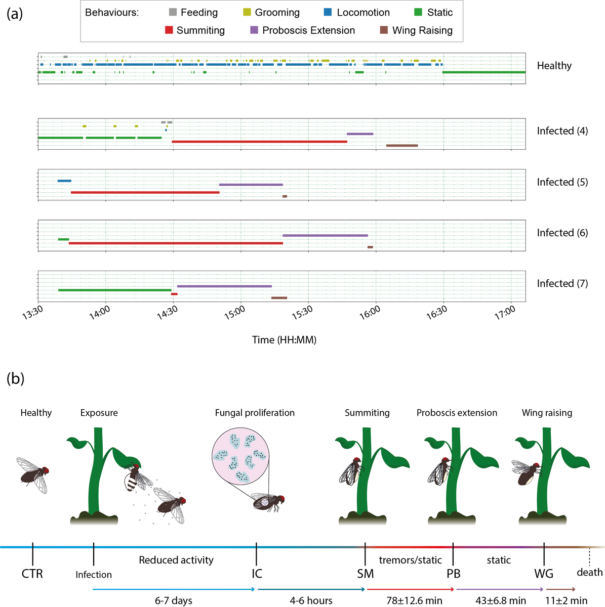 Sam (@samedwards410) on Twitter photo I'm excited to share a preprint from some of my PhD work - we found a 'Pathogenic #fungus expresses effector proteins in combination with a symbiotic #virus to behaviourally manipulate house fly hosts'. Thanks to <a href="/HenrikLicht/">Henrik Licht</a> and co-authors! biorxiv.org/content/10.110… I'm excited to share a preprint from some of my PhD work - we found a 'Pathogenic #fungus expresses effector proteins in combination with a symbiotic #virus to behaviourally manipulate house fly hosts'. Thanks to <a href="/HenrikLicht/">Henrik Licht</a> and co-authors! biorxiv.org/content/10.110…