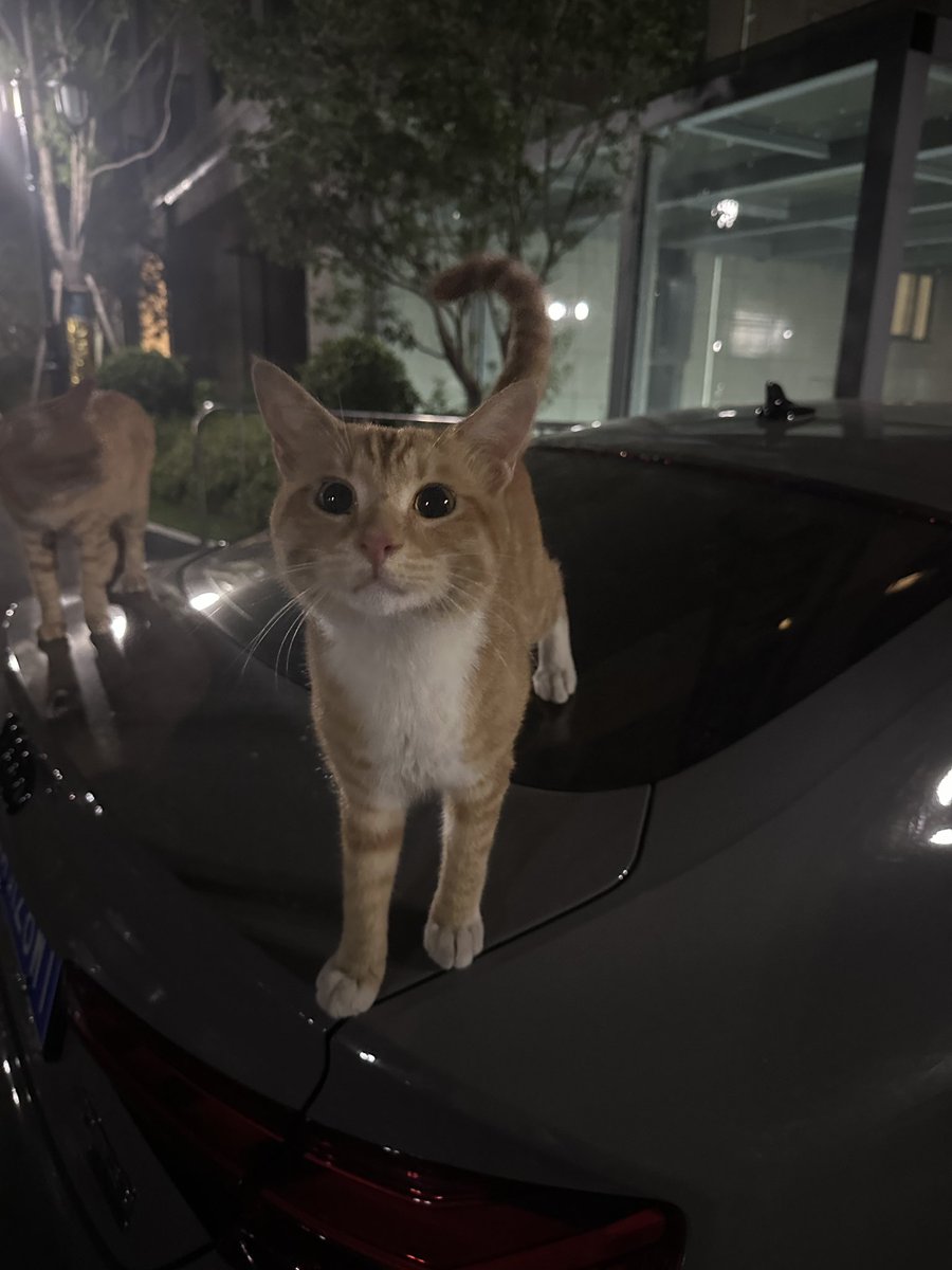possibletrueluv's tweet photo. 宝宝你是猫 https://t.co/2Wg7APd9RB