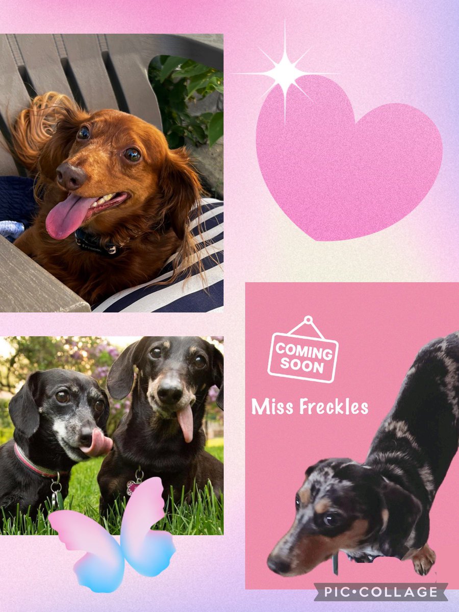 Happy International Dog Day to my 3 kids in heaven, Seymour, Madison and BoBo. Always on my mind and furever in my heart! 😇🐾🫶 #internationaldogday #furkids