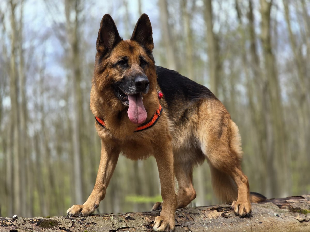It's #NationalDogDay a chance to say thank you to our amazing Search Dogs. As well as loyal family pets our team dogs are also partners to thier handlers and ready to respond when needed to search for vulnerable missing people. 

#SearchDogs #LowlandRescue