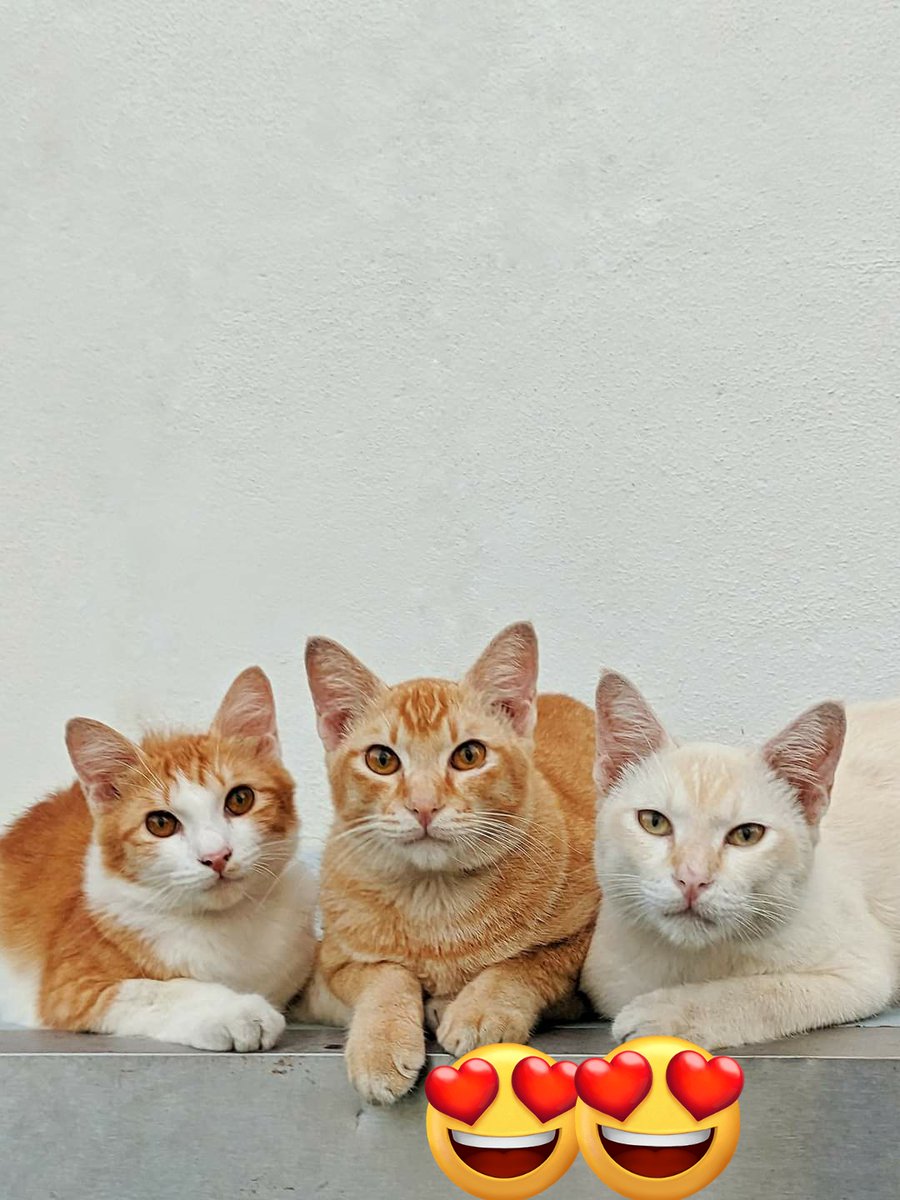 SHA~🇲🇾❤️🇹🇷 ~DM=BLOCK⛔️ tweet media