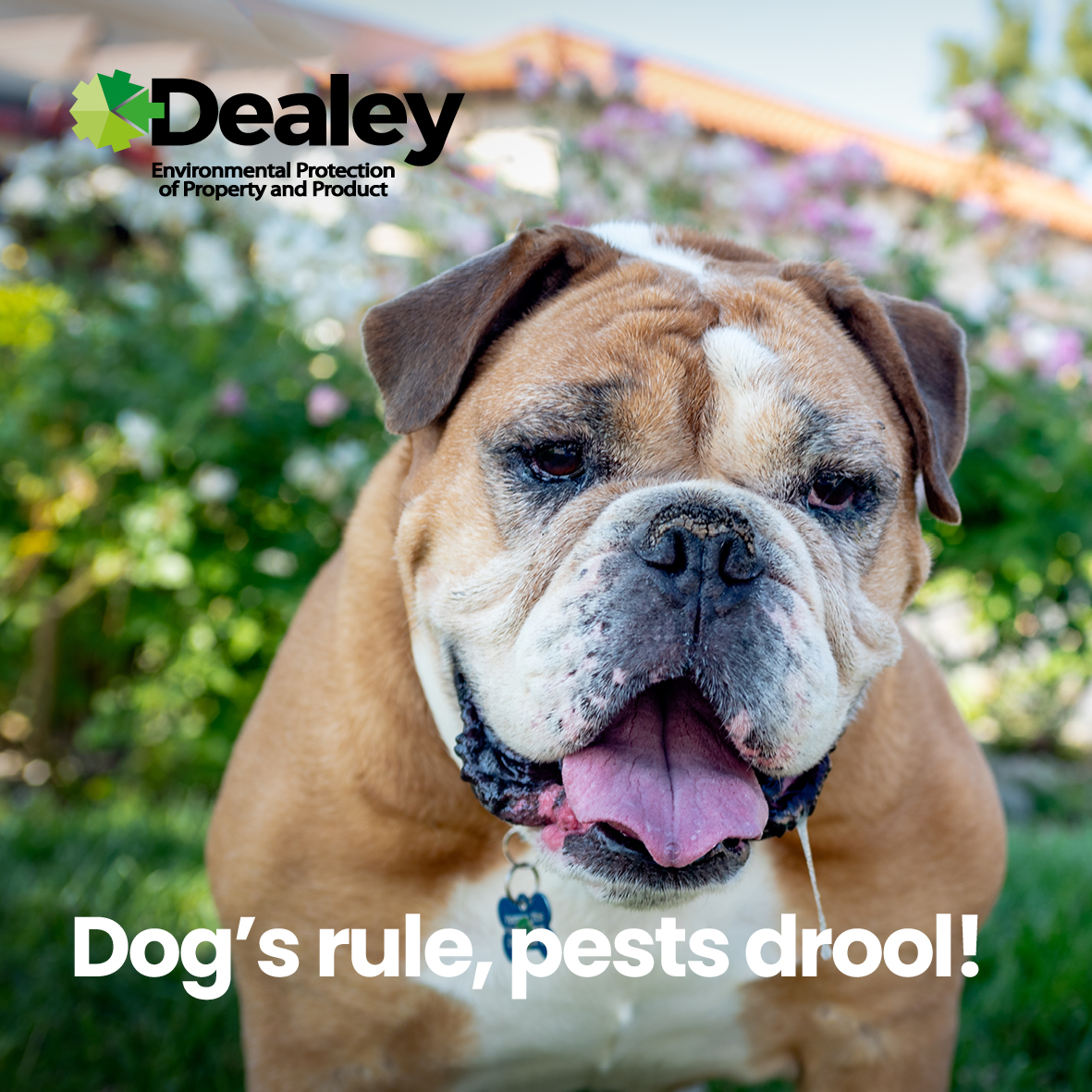 What would we do without our best friend? Maybe have more room on the sofa, and not have to walk in all weathers? 😉Whether a working dog, therapy dog or family pet, today they deserve an extra treat. 

#NationalDogDay