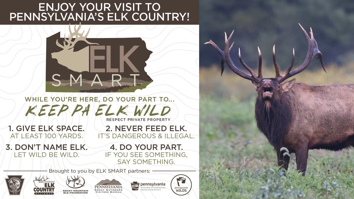 PAGameComm's tweet photo. It's beginning to look a lot like elk rut! When visiting PA elk country, we remind visitors to be #ELKSMART. When visiting, do YOUR part to preserve the wild nature of the elk! To learn more, visit: https://t.co/23wLYsbX2E. #PAElkCountry @ThePAWilds @RMEF @KECA_2010 @DCNRnews https://t.co/lpvduFbtZL
