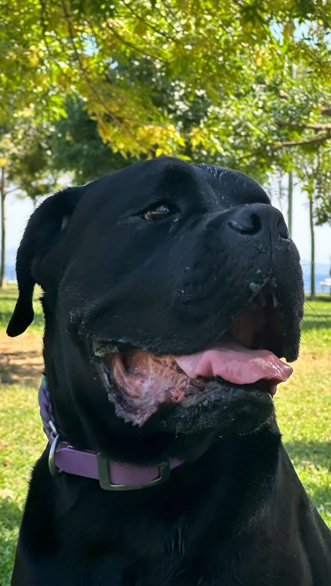 bugün benim günüm hav-hav ✨💜