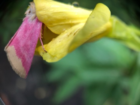 Pollinator_NN's tweet photo. Common evening primrose plant (Oenothera biennis) hosts the beautiful pink Primrose moth (Schinia florida). Primrose moths hide inside evening primrose flowers during the day; as the yellow flowers fade to pink, the moths are perfectly camouflaged. https://t.co/fAwqGBZw1X