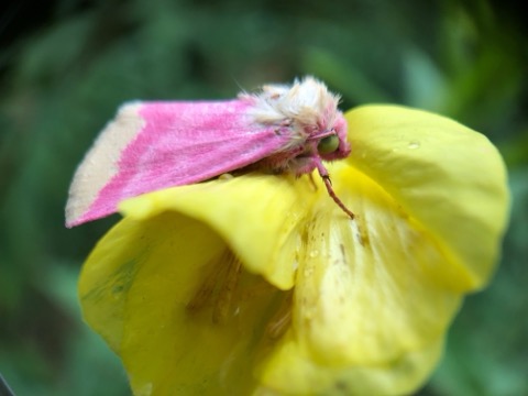 Pollinator_NN's tweet photo. Common evening primrose plant (Oenothera biennis) hosts the beautiful pink Primrose moth (Schinia florida). Primrose moths hide inside evening primrose flowers during the day; as the yellow flowers fade to pink, the moths are perfectly camouflaged. https://t.co/fAwqGBZw1X