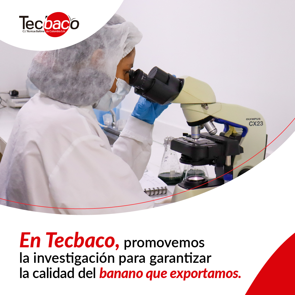 Innovamos constantemente en la investigación y el uso de insumos biológicos para mejorar la productividad y la sanidad de nuestros cultivos, asegurando la más alta calidad en cada banano que exportamos. 🌍🍌#Innovación #Tencología #CalidadTecbaco