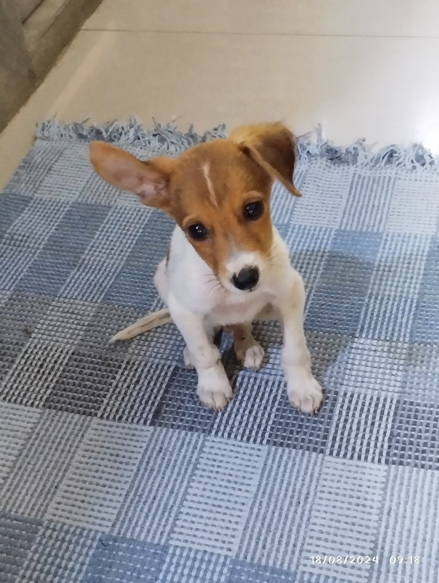 ADOPTA🐾🐾AYUDA🐾🐾 tweet media