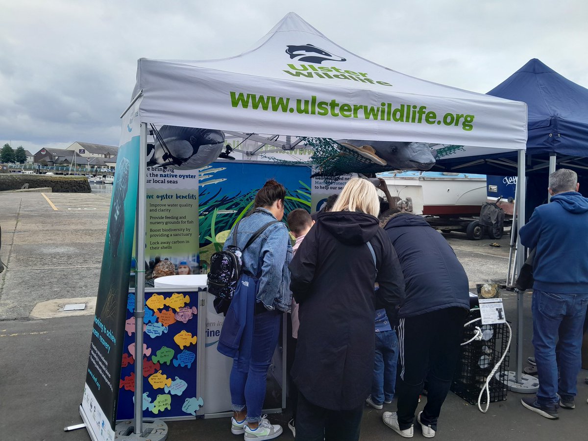 NIMTF's tweet photo. 🗣We're back at #Carrickfergus for the Siege Day with @BlueRecoveryNI discussing the marine environment, historical #nativeoyster reefs🦪, seagrass 🌱, seabirds 🪿, underwater #VR and have an interactive #WishFish 🐟 board to show what you want to see happen! Here until 4pm 🌊 https://t.co/tBpODsTRXI