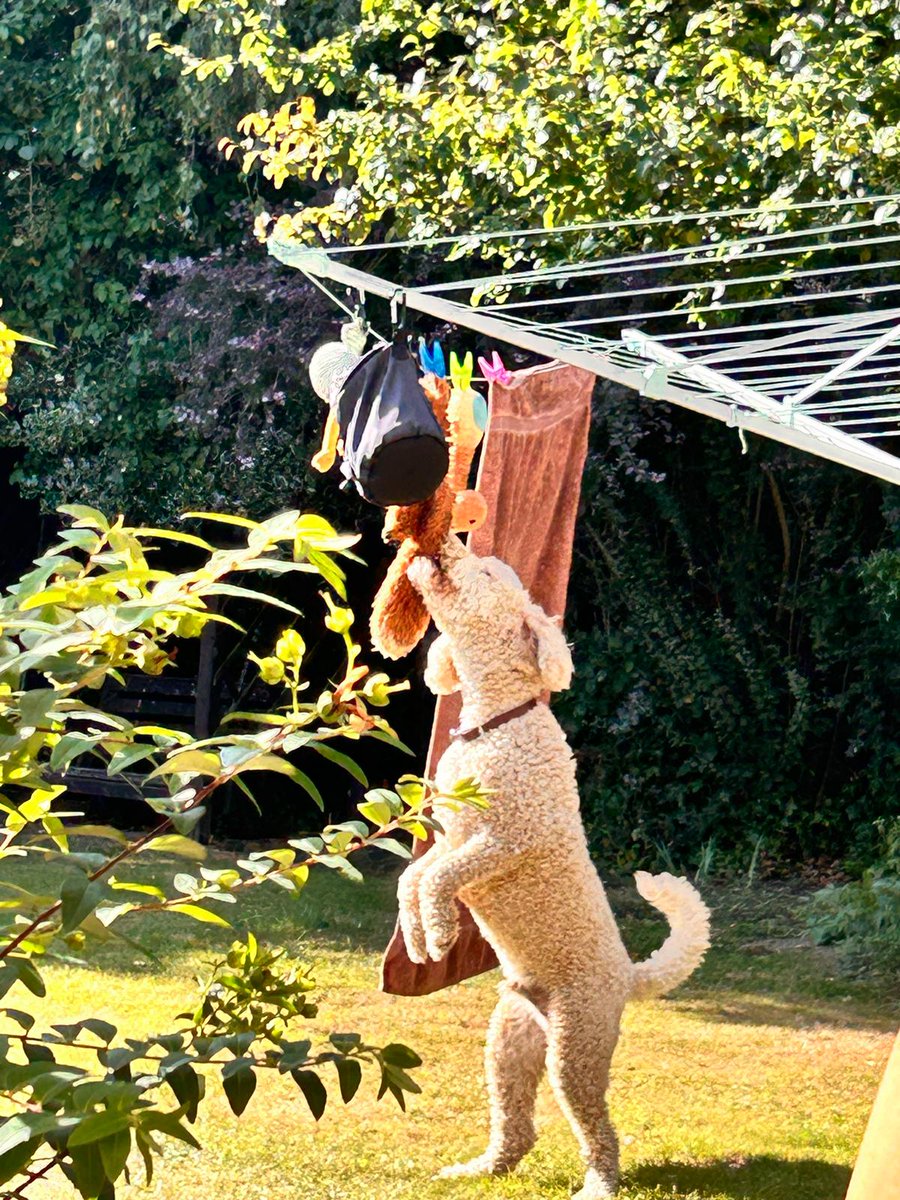 #nationaldogday

Teddy, being Teddy 🐶♥️🐶