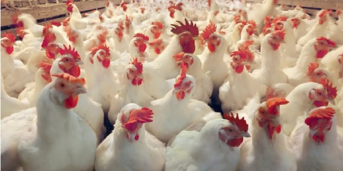DDTamilNews's tweet image. #BirdFlu #Pipili

#Odisha | பறவைக் காய்ச்சல் பரவிவரும் நிலையில் பூரி மாவட்டத்தில் ஆயிரக்கணக்கான கோழிகள் அழிக்கப்பட்டு நோய் பரவலை தடுக்கும் முன்னெச்சரிக்கை நடவடிக்கைகள் மேற்கொள்ளப்படுகின்றன

@MIB_India @DDNewslive @pibchennai
