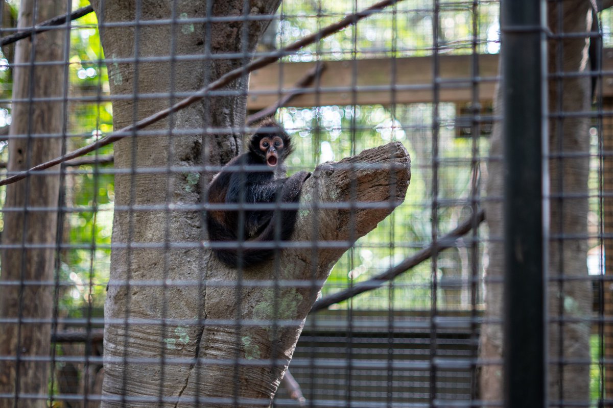 Next time you’re at <a href="/BrevardZoo/">Brevard Zoo</a>, swing by the spider monkey complex! Discover the innovative research Florida Tech is leading at the animal cognitive research center, and read the incredible story of how Mateo and J were rescued from wildlife traffickers.
