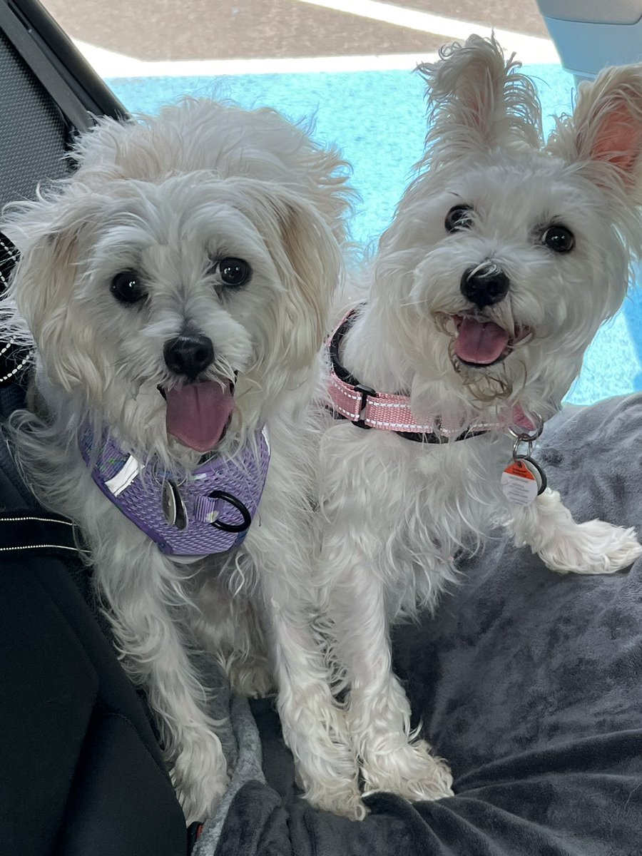 En cette journée internationale des chiens, célébrons ces petits anges de nos vies. Let’s be thankful for what dogs  mean to us. Voici mes deux chiens sauvés des chenils de reproduction. Here are my two rescues. #InternationalDogDay #AdoptDon’tShop