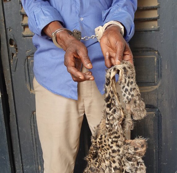 eagle_enforce's tweet photo. Republic of Congo -  a trafficker arrested with a leopard skin.
The illegal trade in leopard skins is decimating leopards at an alarming rate.  

Good work of the PALF team with the authorities. 

#wildlifelawenforcement
#wildlifecrime
#wildlifetrafficking
#eagle https://t.co/fvP6DhSPm7