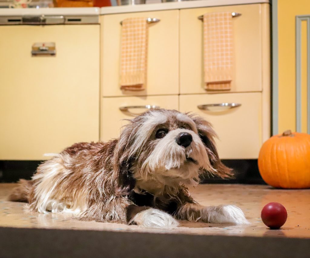 AWOL_Airwaves's tweet photo. Happy #NationalDogDay to Rover and all our furry friends 🐾 https://t.co/R4R6c6WOhP
