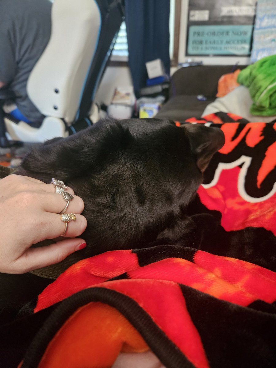 what better way to heal from major surgery that ended up making the Dr take out MORE than expected with a nice cuddly doggo that cuddles where pain is!!!  Meet "Cash" ♥️