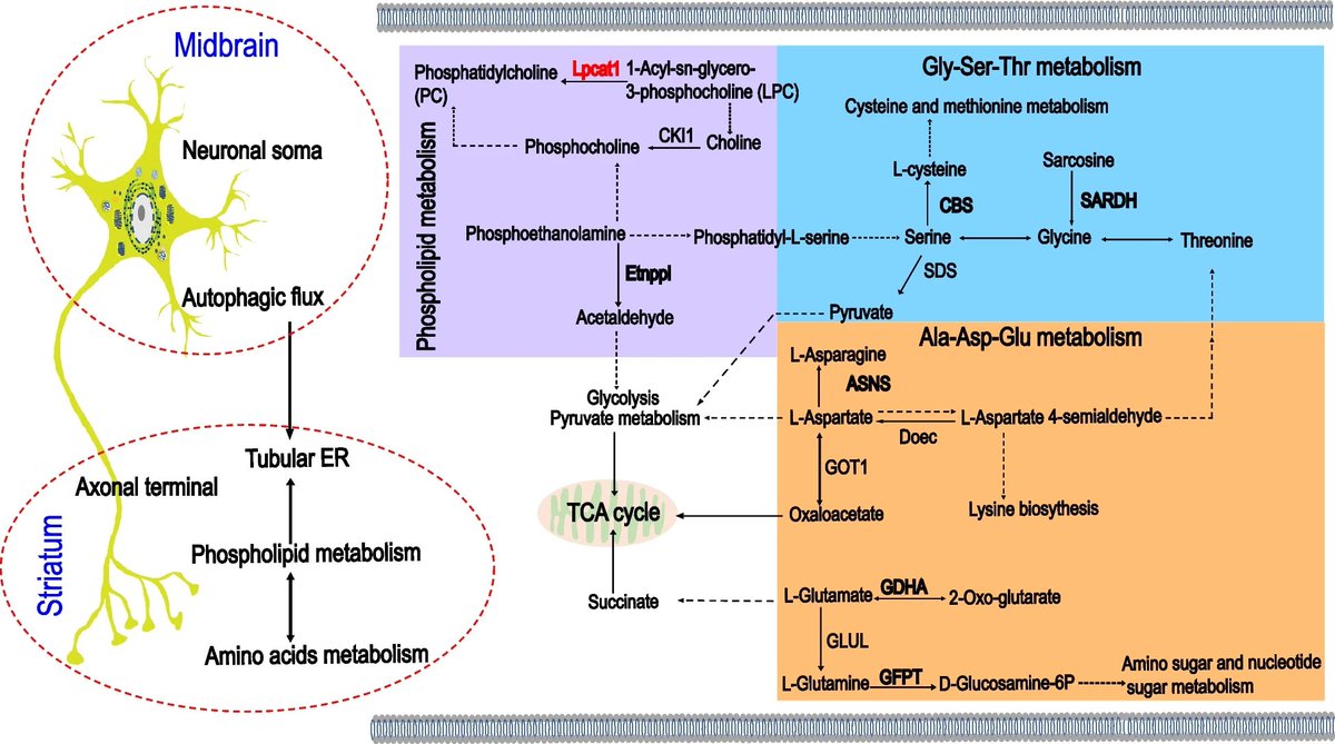 MolNeuro's tweet photo. 'Pathological characteristics of #axons and alterations of #proteomic and #lipidomic profiles in midbrain #dopaminergic #neurodegeneration induced by WDR45-deficiency'

Panpan Wang, Yaping Shao, Murad Al-Nusaif... Weidong Le #autophagy

https://t.co/4bRwFfOm2q https://t.co/ewlGoBlNMb