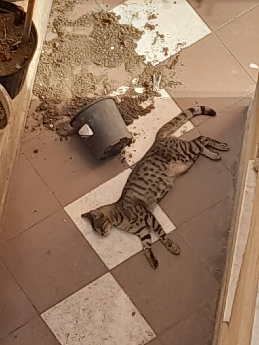 Yao kanka,saksıyı ben devirmedim😉saksı başıma düştü😜bende bayıldım🤭adlı çalışma.
İnandım ben🤔🤔🤔