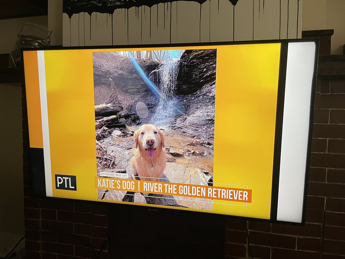 River (@pghdogriver) on Twitter photo Celebrating #nationaldogday on <a href="/PGHTodayLive/">PittsburghTodayLive</a>! I am one lucky dog! 🥰Thanks <a href="/KDKAHeather/">Heather Abraham</a> & <a href="/DavidHighfield/">David Highfield</a> ! 🐾💛🐕🖤 Celebrating #nationaldogday on <a href="/PGHTodayLive/">PittsburghTodayLive</a>! I am one lucky dog! 🥰Thanks <a href="/KDKAHeather/">Heather Abraham</a> & <a href="/DavidHighfield/">David Highfield</a> ! 🐾💛🐕🖤