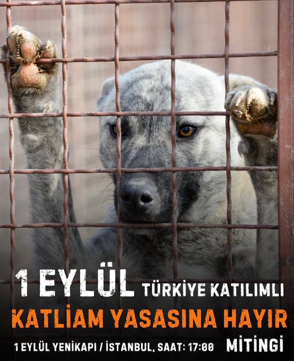 ceylan_peace's tweet photo. Büyük mitinge çok az kaldı
Lütfen buluşalım 🙏🏻❤️ https://t.co/PxBmY5cPY6
