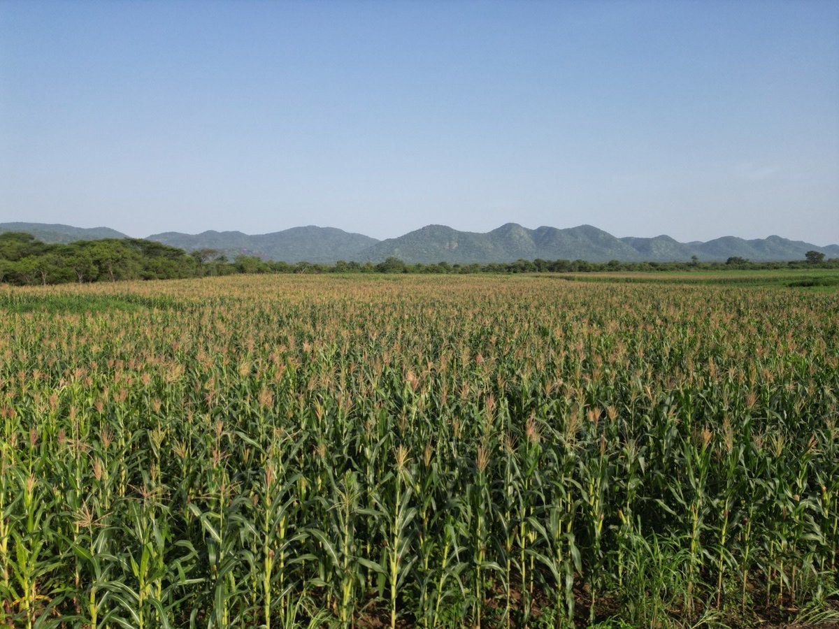 AjoNoel's tweet photo. My farm, the Igele farms in the village. https://t.co/uSEivKHSYH