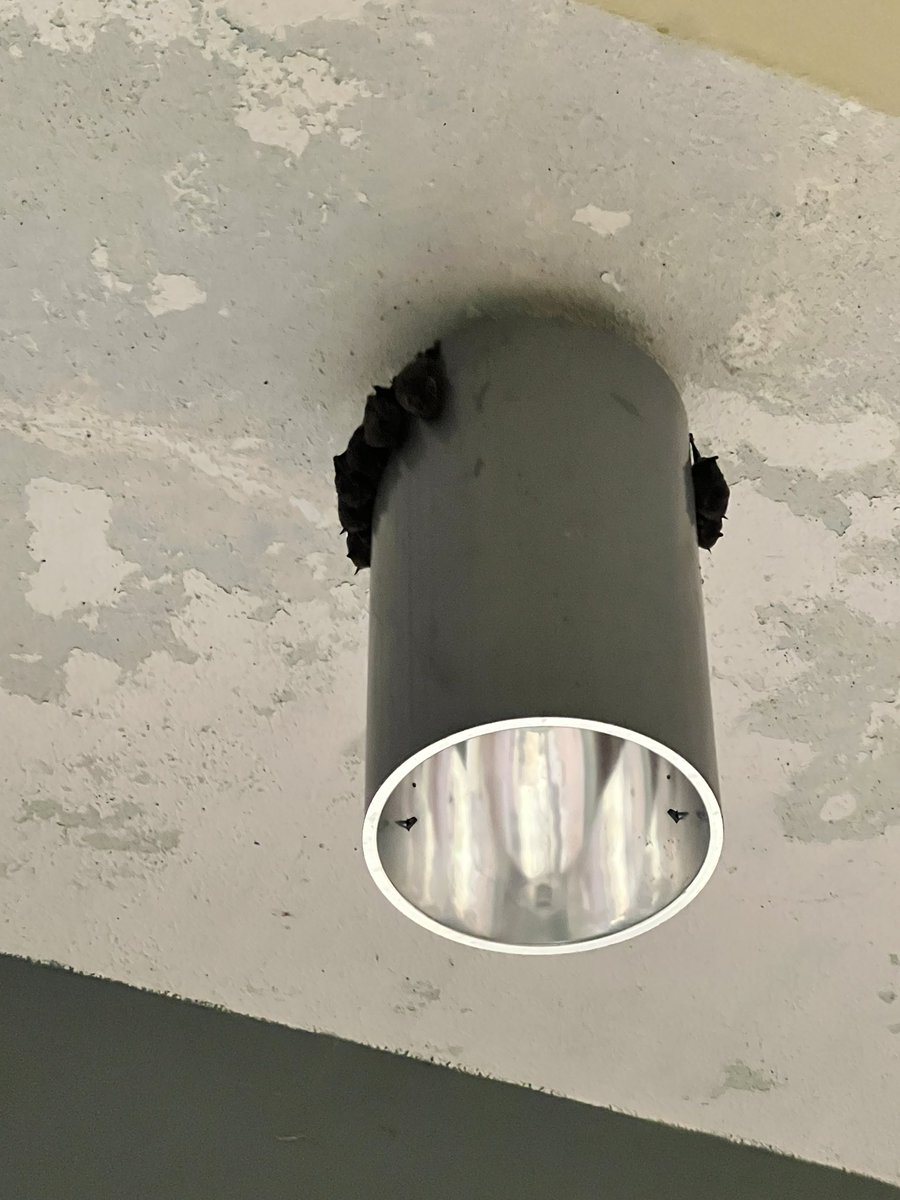 Agus Marrero tweet media