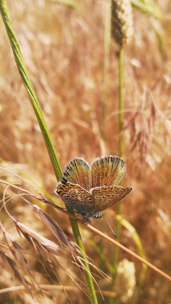 Sara39362921's tweet image. 💖 Beauty in its purest form is found within a heart that loves all creatures unconditionally and forgives with grace.
It echoes the divine nature within us, reflecting the boundless love and forgiveness of God.
#selfknowledge 
#GOLD